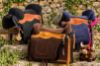 Picture of Ivoska Bareback Pad